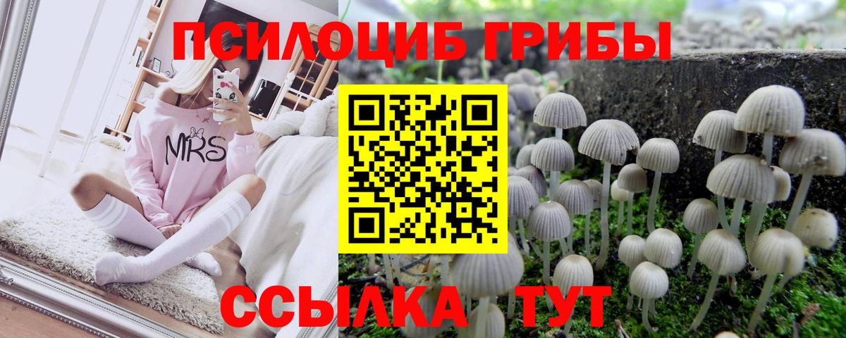 Псилоцибиновые грибы Psilocybe Среднеуральск